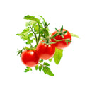 Click & Grow 3 Pack Fruits Pods
